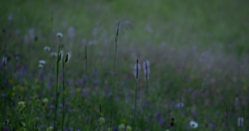 A spasso con l'erborista